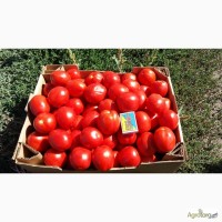 Продам томаты с поля