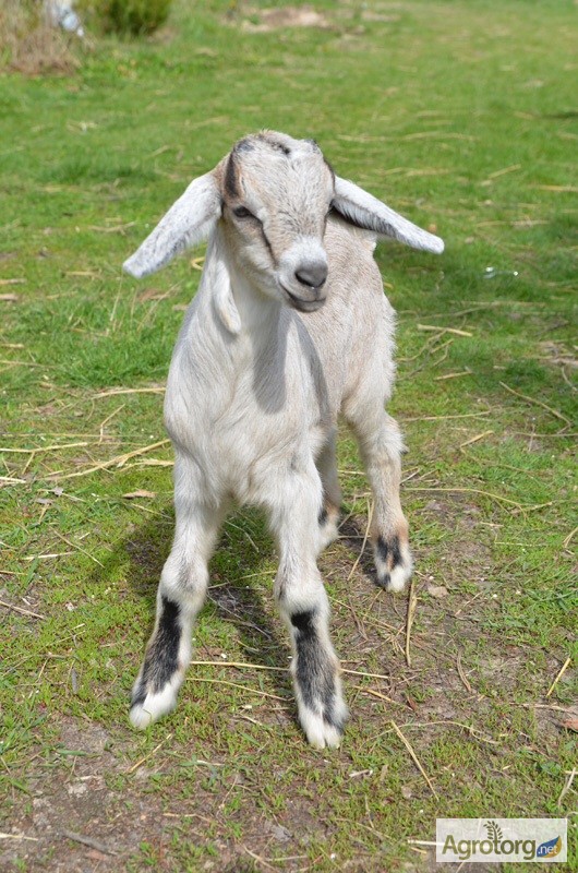 Фото 3. 50% нубійський козлик від удойної кози