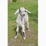50% нубійський козлик від удойної кози