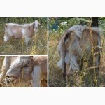 50% нубійський козлик від удойної кози