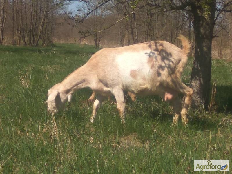 Фото 5. 50% нубійський козлик від удойної кози