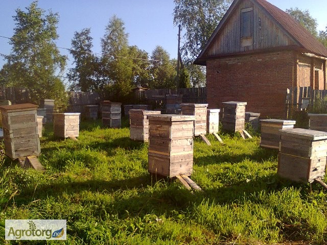 Фото 2. Продам пчелопакети з доставкою по Украъны