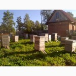 Продам пчелопакети з доставкою по Украъны