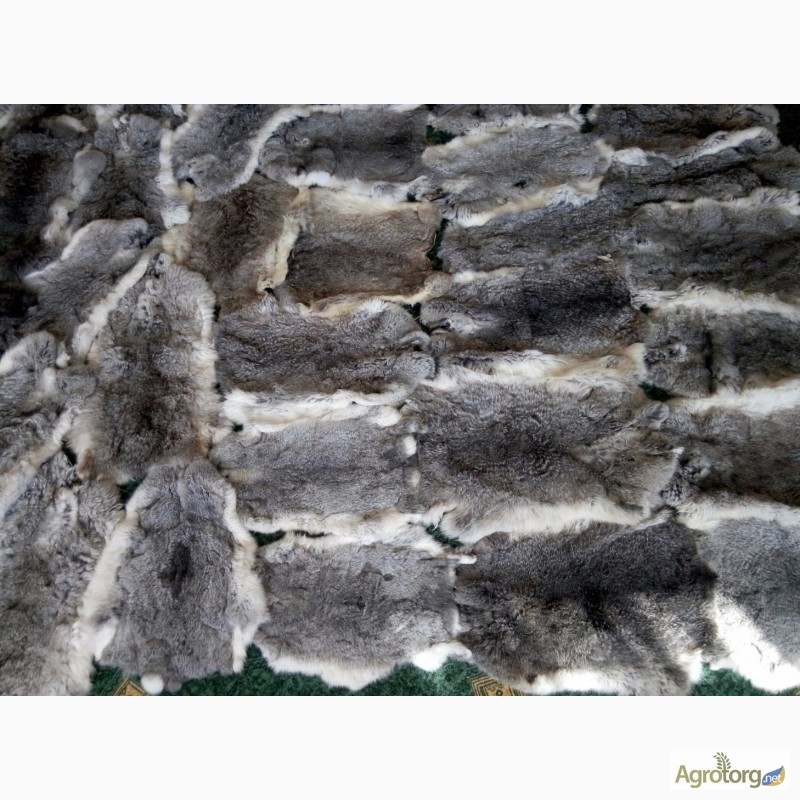 Фото 6. Продам вычиненные шкурки лисы, кроля, енота, бобра