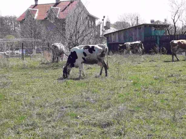 Фото 6. Продам коров. Срочно