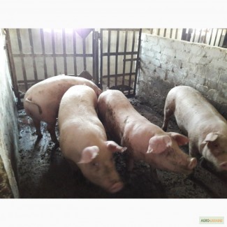 Продажа свиней мясного направления, опт 115 средний вес
