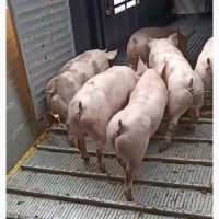 Поросята свині 70-85 кг Продам