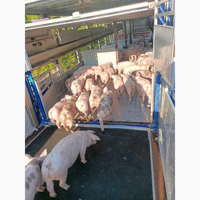 Фото 2. Поросята свині 70-85 кг Продам