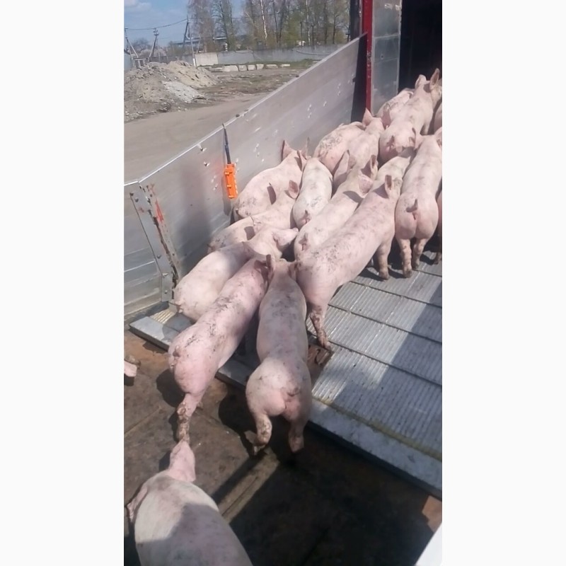 Фото 3. Поросята свині 70-85 кг Продам