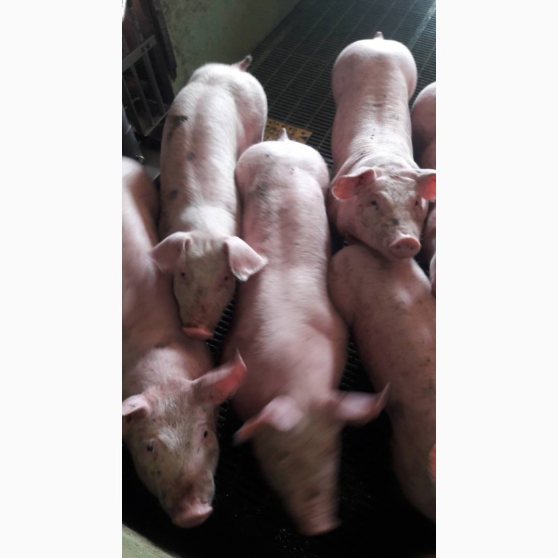 Фото 4. Поросята свині 70-85 кг Продам
