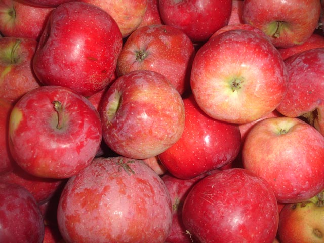 Фото 4. Продам яблука