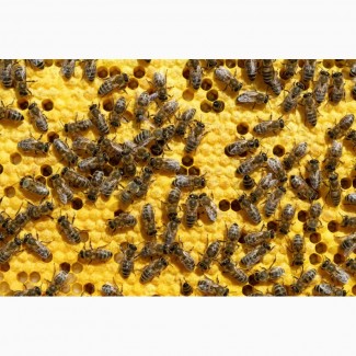 Продам 30 бджолиних сімей карпатської породи
