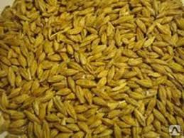 Фото 2. ЯЧМЕНЬ, пшеница, подсолнечник, соя, рапс, кукуруза. ЗАКУПКА