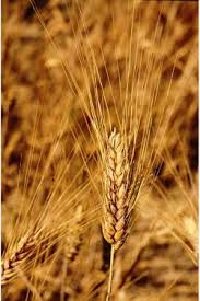 Фото 3. ЯЧМЕНЬ, пшеница, подсолнечник, соя, рапс, кукуруза. ЗАКУПКА