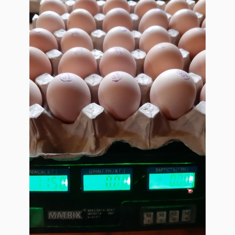 Фото 3. Бройлер COBB 500 с Европы яйца инкубационые