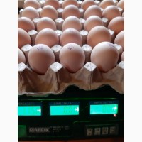 Бройлер COBB 500 с Европы яйца инкубационые