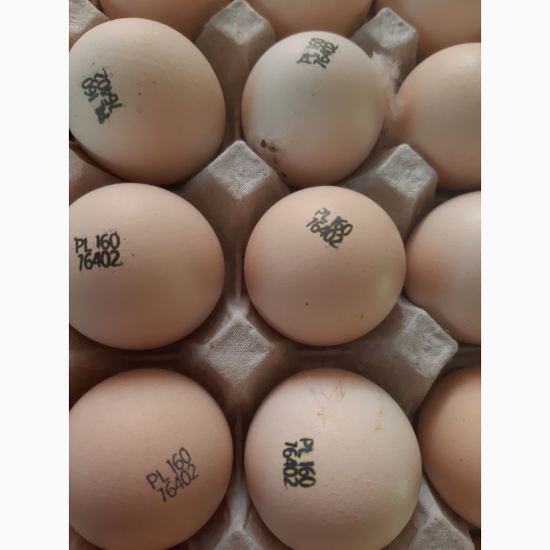Фото 4. Бройлер COBB 500 с Европы яйца инкубационые