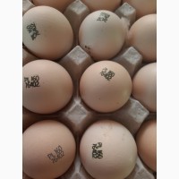 Бройлер COBB 500 с Европы яйца инкубационые