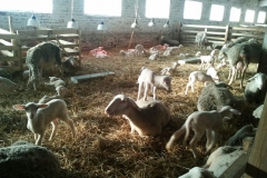 Фото 2. Продам племіниих овець французької молочної породи ЛАКОН (lacaune)