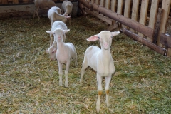 Фото 3. Продам племіниих овець французької молочної породи ЛАКОН (lacaune)