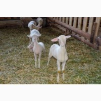 Продам племіниих овець французької молочної породи ЛАКОН (lacaune)