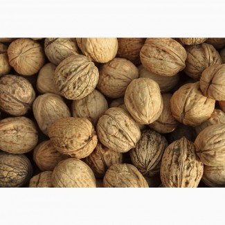 Продам целый калиброванный грецкий орех 2019 года | Selling a whole calibrated walnut 2019