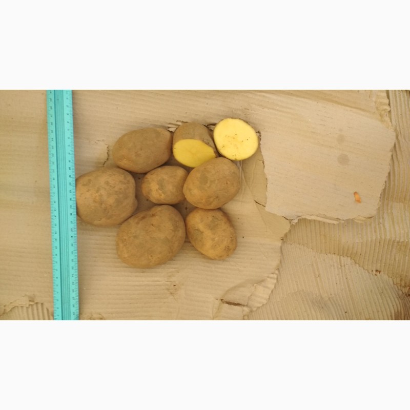 Фото 3. Голландська картопля