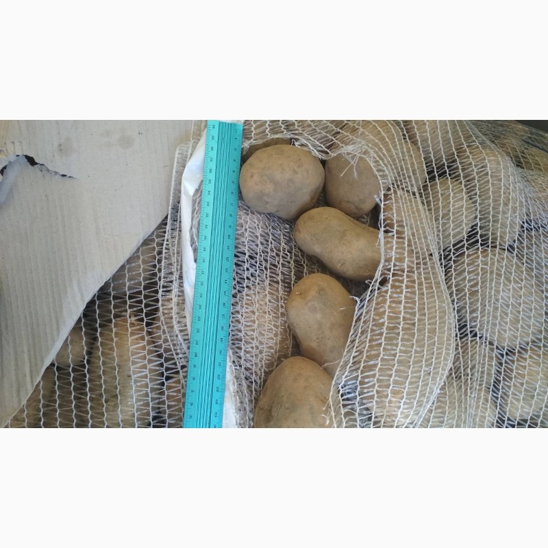 Фото 4. Голландська картопля