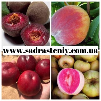 Продажа персика, нектарина, а также огромный ассортимент продукции в питомнике Сад растений