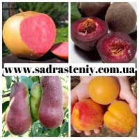 Продажа персика, нектарина, а также огромный ассортимент продукции в питомнике Сад растений