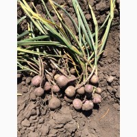 Продам посевной материал чеснока, сорт Дюшес урожай 2020, от производителя