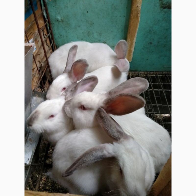 Фото 3. Продам кролей