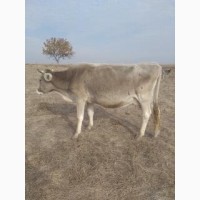 Продам 18 коров Лебединской породы