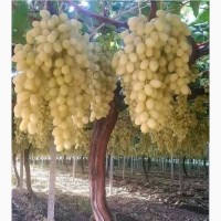 Продам виноград столовых сортов урожай 2022 года