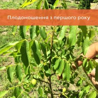 Саджанці волоського горіха, привиті, 2 та 3 річні, сорт Піщанський (Україна)