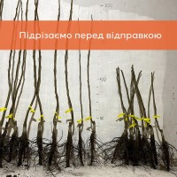 Саджанці волоського горіха, привиті, 2 та 3 річні, сорт Піщанський (Україна)