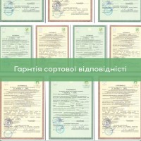 Саджанці волоського горіха, привиті, 2 та 3 річні, сорт Піщанський (Україна)