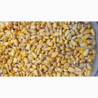 Продам кукурудзу-7000т., (зернова -27), С/Г виробник
