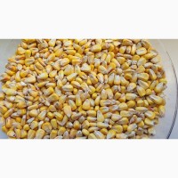 Продам кукурудзу-7000т., (зернова -27), С/Г виробник