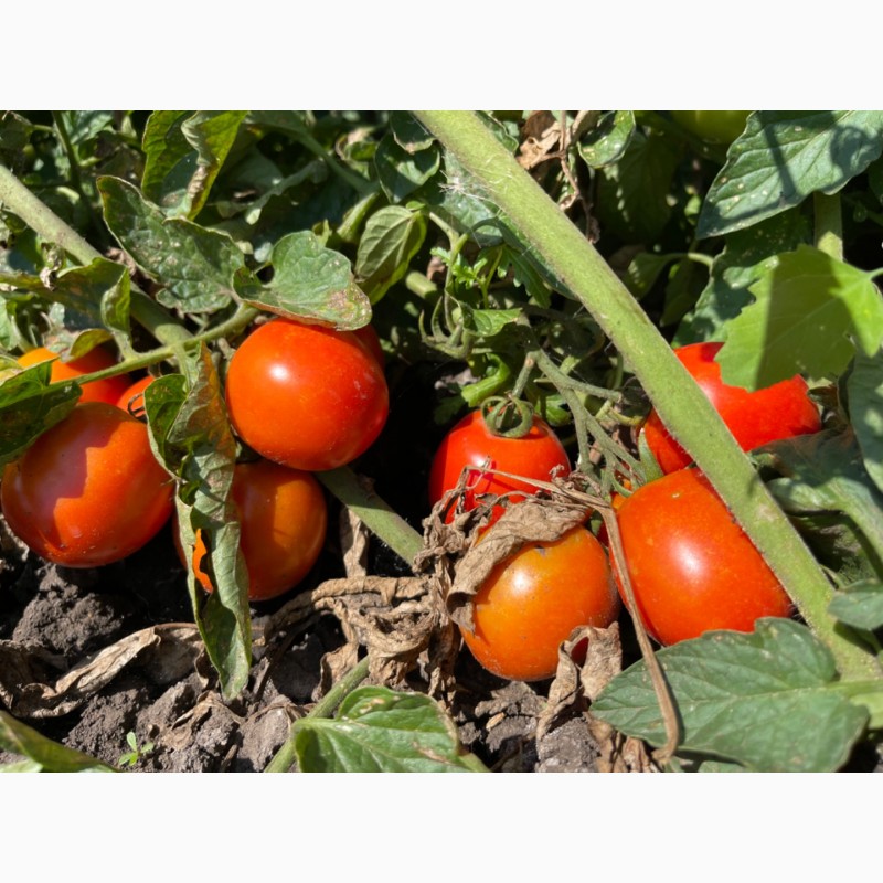 Фото 3. Продається помідор оптом (круглий та сливка, урожай 2023)
