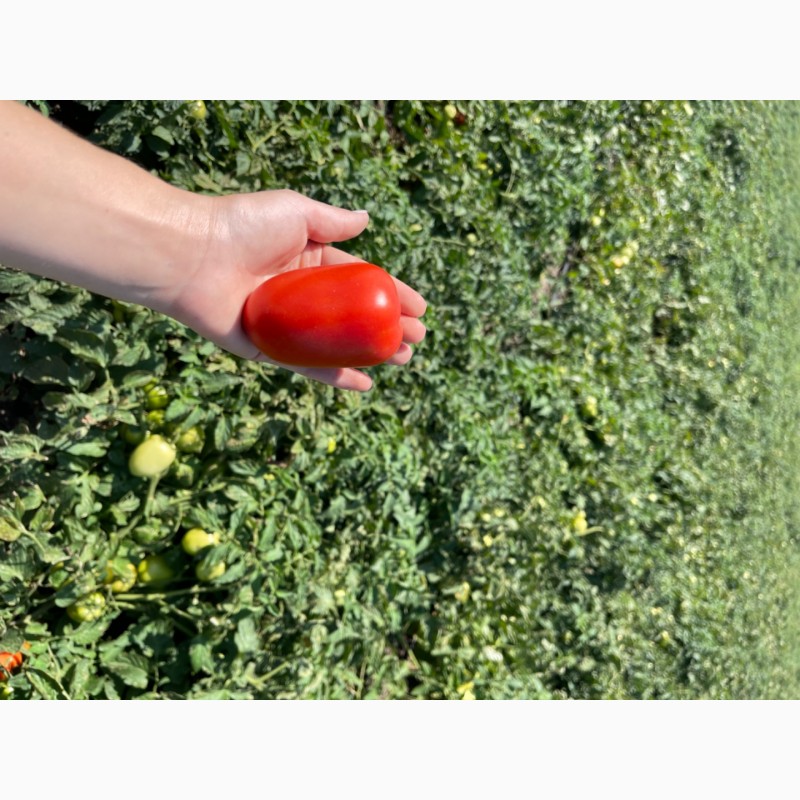 Фото 4. Продається помідор оптом (круглий та сливка, урожай 2023)