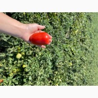 Продається помідор оптом (круглий та сливка, урожай 2023)