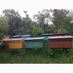 Продам бджоли карпатської породи разом з вуликами