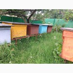 Продам бджоли карпатської породи разом з вуликами