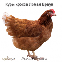 Продам кур несушек, оптом