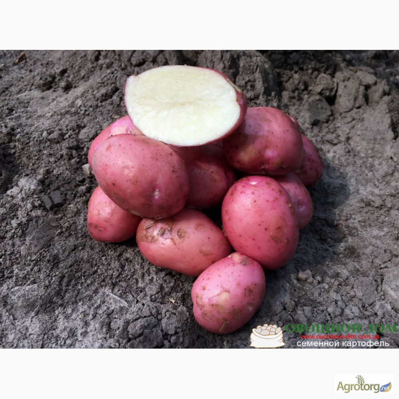 Фото 4. Семенной картофель с Голландии и Германии от производителя