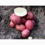 Семенной картофель с Голландии и Германии от производителя