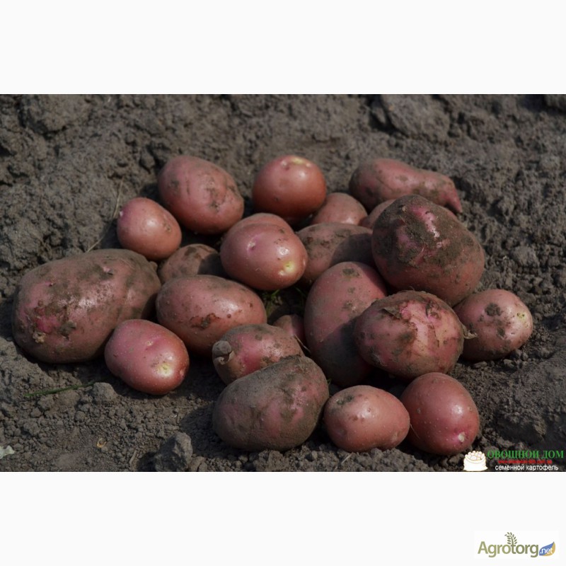 Фото 6. Семенной картофель с Голландии и Германии от производителя