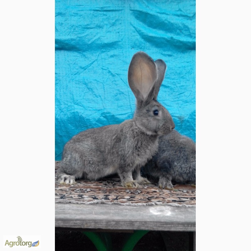 Фото 8. Продам кроликов (Фландр, Обер, Ризен)