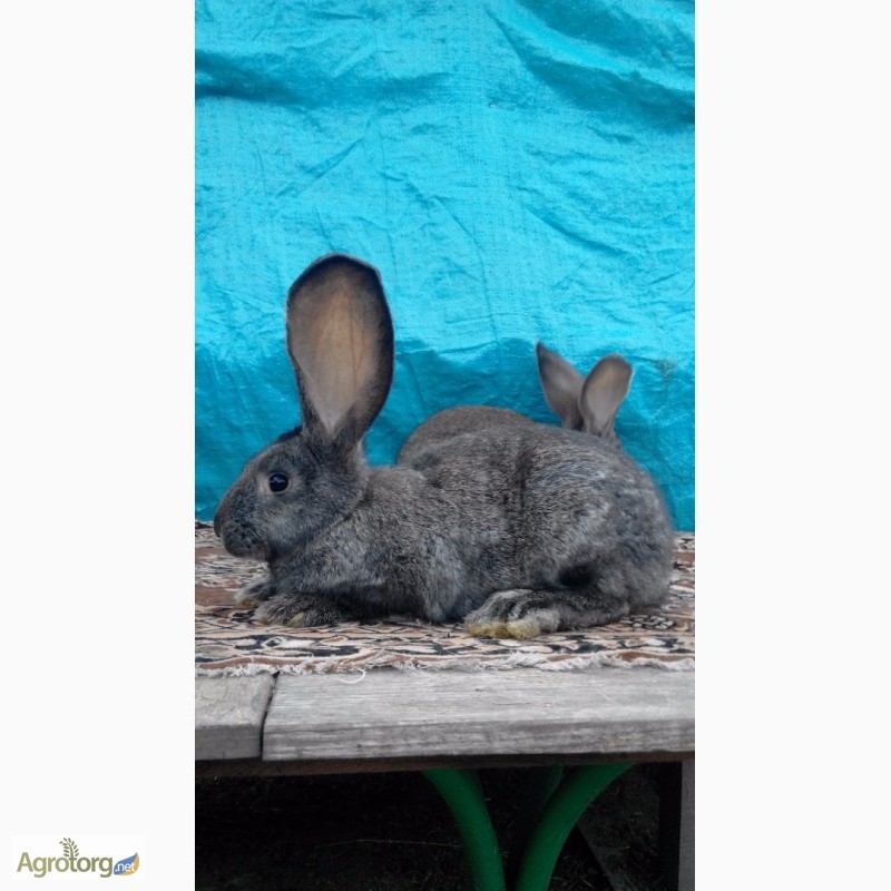 Фото 11. Продам кроликов (Фландр, Обер, Ризен)